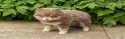 Pomeranian dogs for sale: Kota  - Ad 2