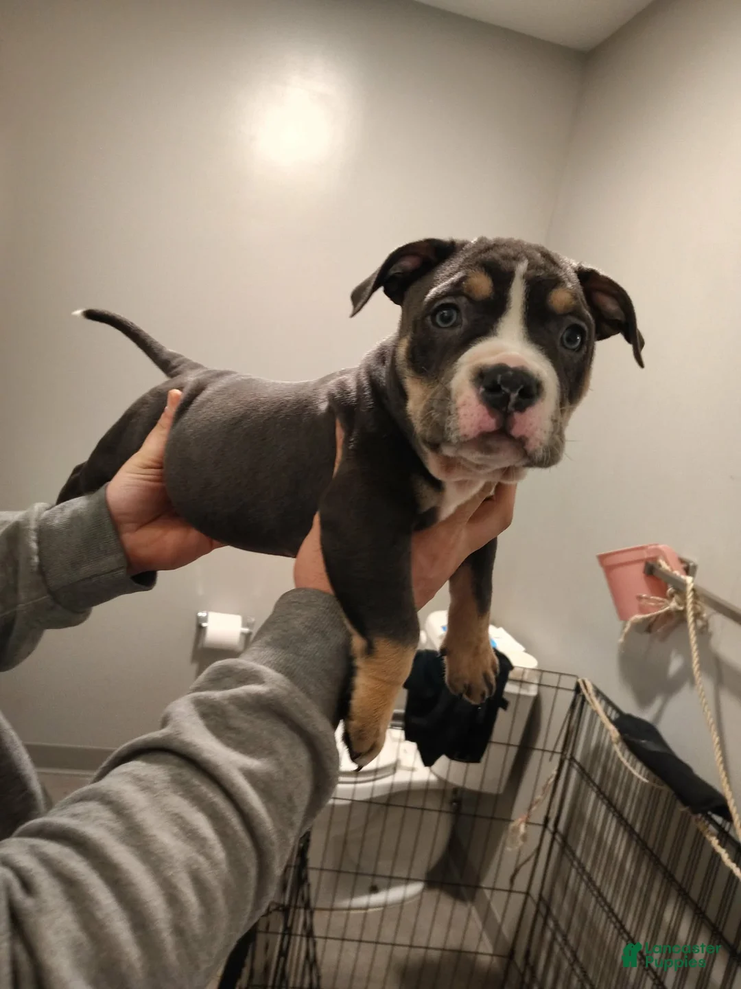 American Bully dogs for sale: American Bully Puppy 1 - Ad 2