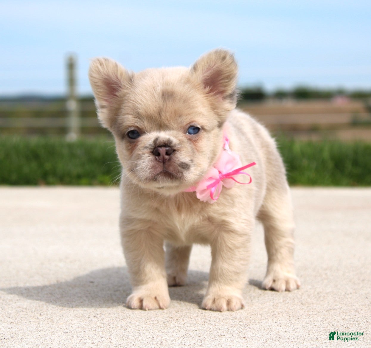 French Bulldog dogs for sale: Misty - Ad 2