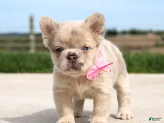 French Bulldog dogs for sale: Misty - Ad 2