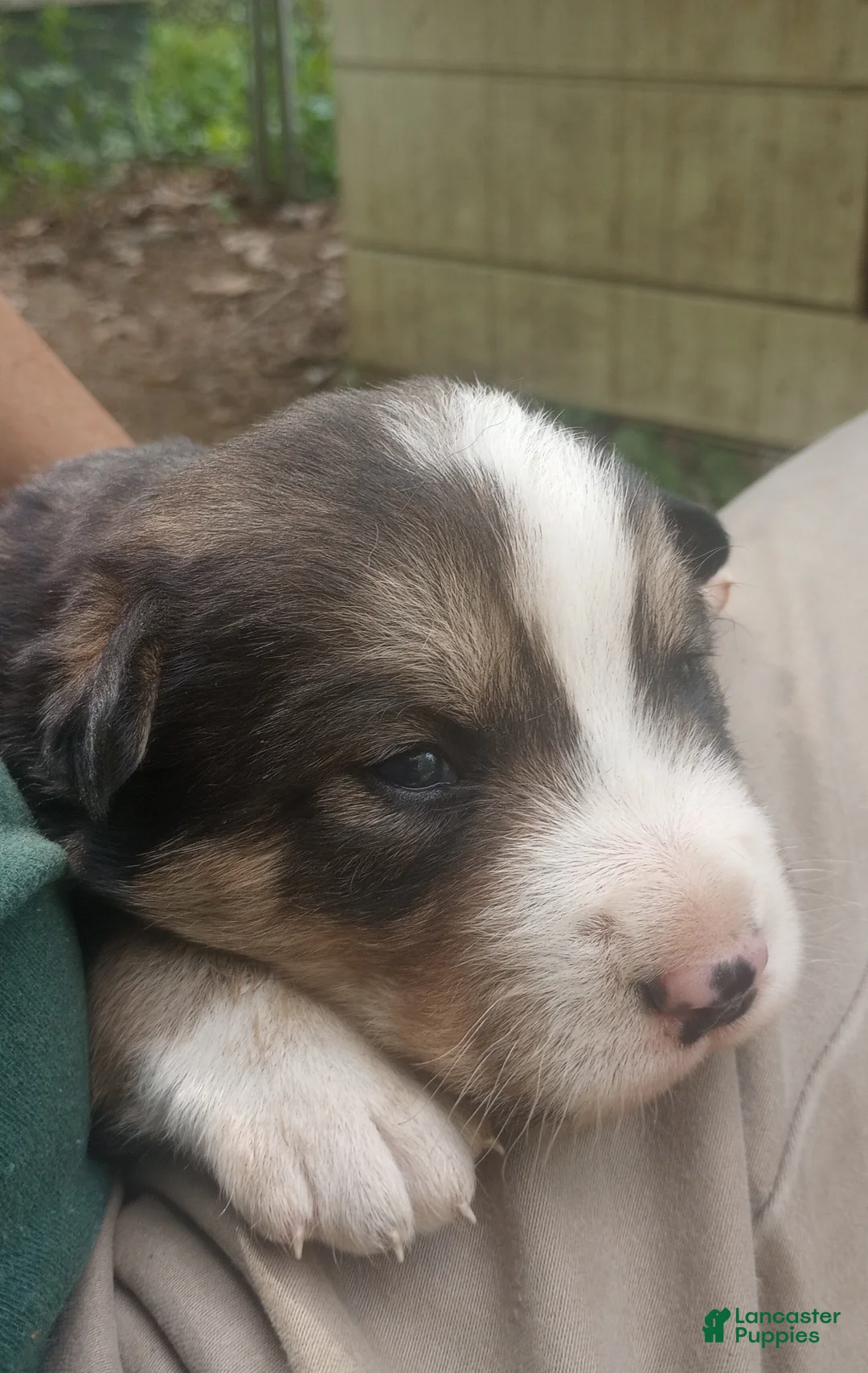 Mixed Breed dogs for sale: CRYSTAL - Ad 2