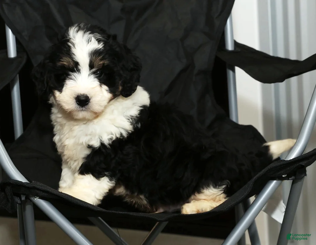 Mini Bernedoodle dogs for sale: Thor - Ad 6