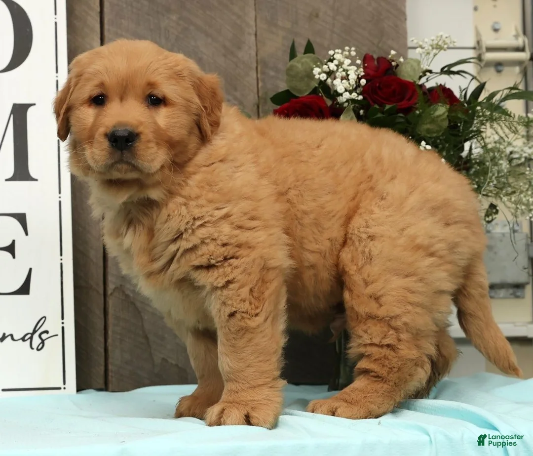 Golden Retriever dogs for sale: Alec - Ad 2