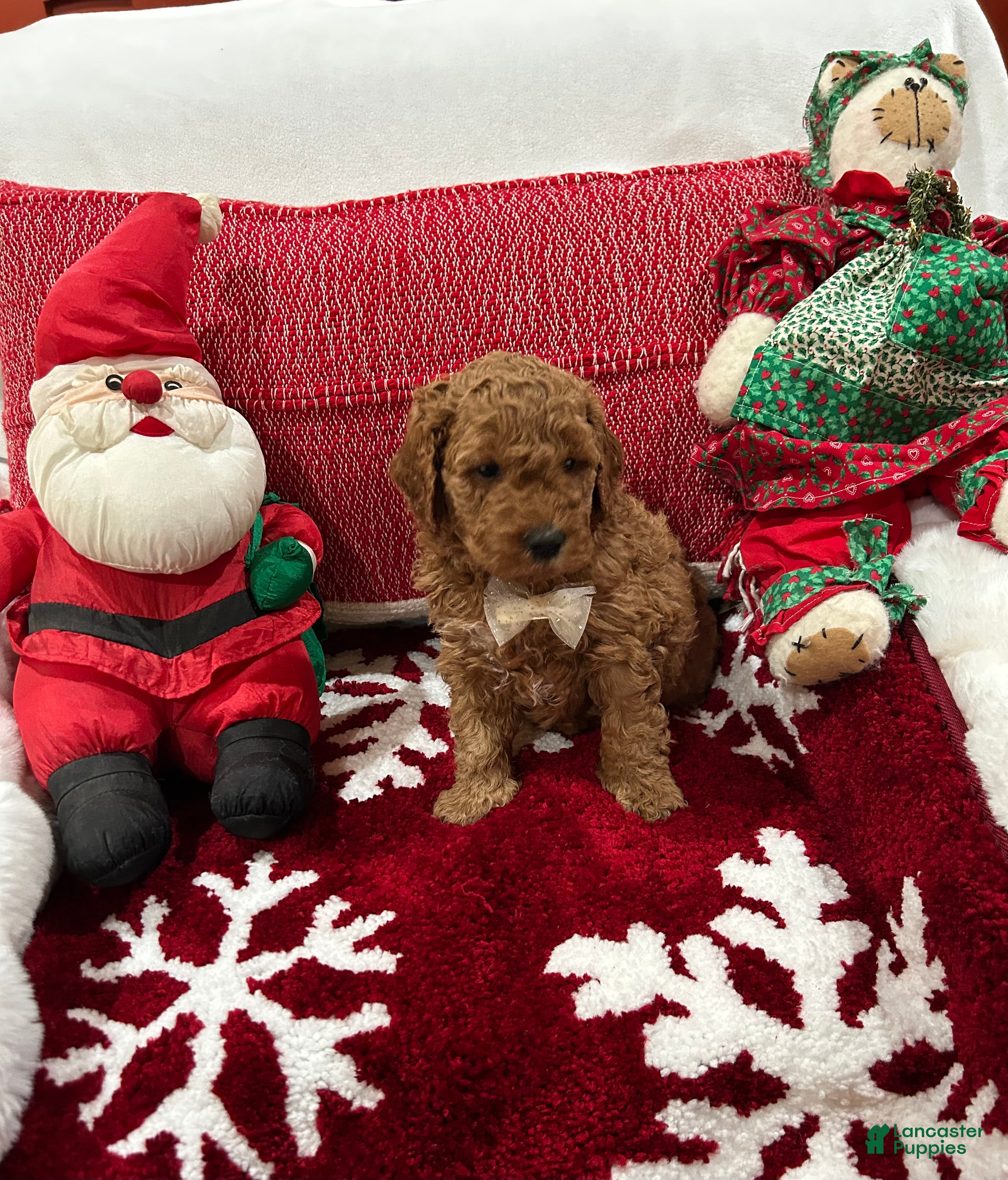 Mini Goldendoodle dogs Mini Goldendoodle Teddy - Ad 2