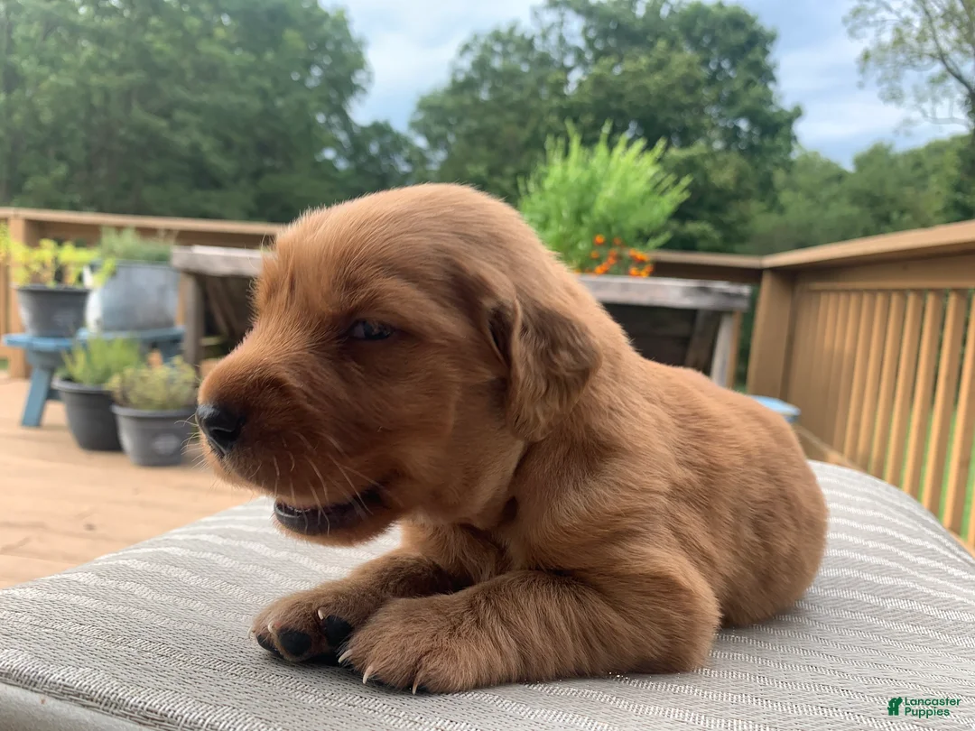 Golden Retriever dogs for sale: Jinx - Ad 2