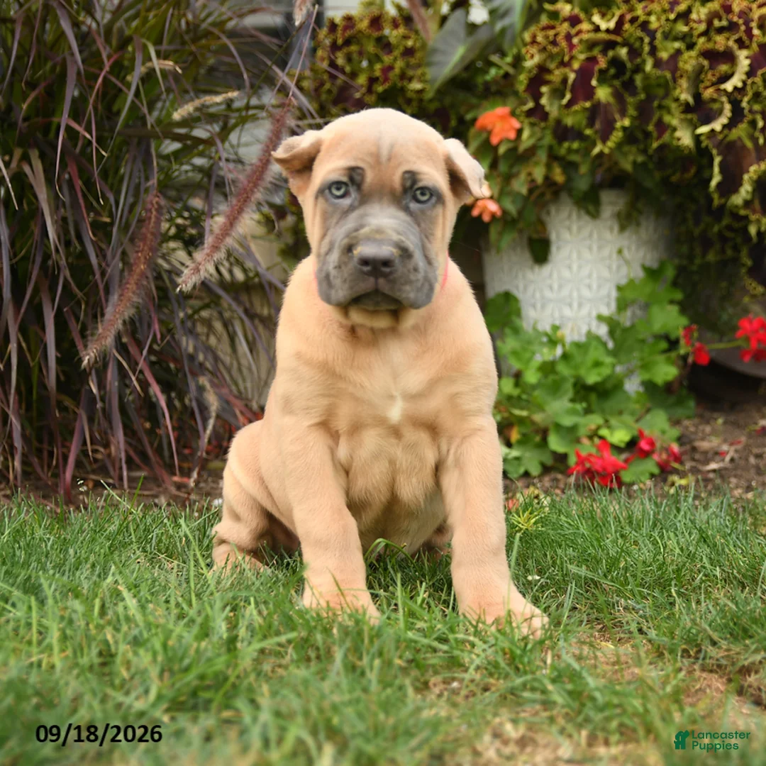 Cane Corso dogs for sale: Quest - Ad 1