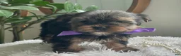 Yorkshire Terrier dogs for sale: Tucker - Ad 8