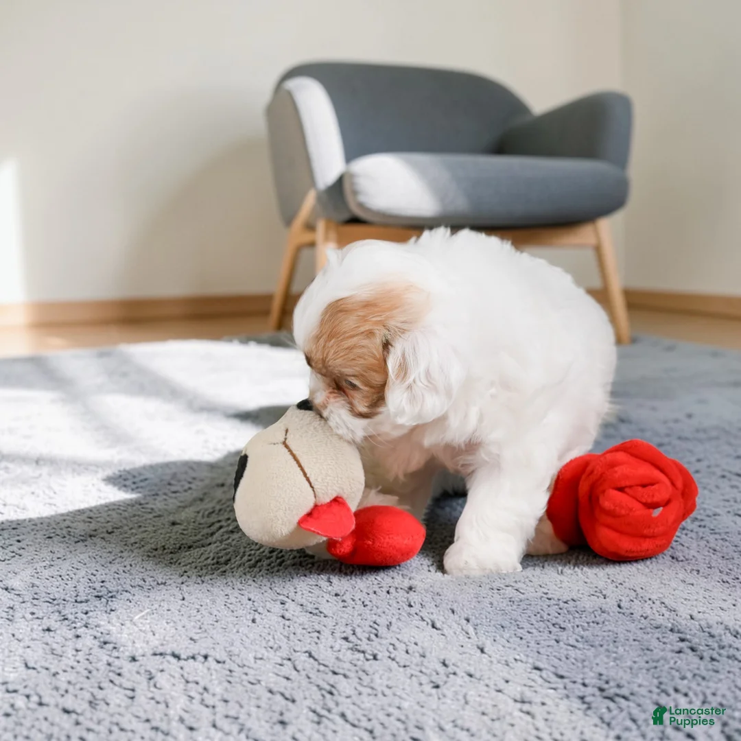 Maltipoo dogs for sale: Mae - Ad 9