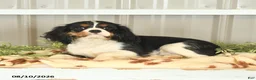 Cavalier King Charles Spaniel dogs for sale: Kami - Ad 4