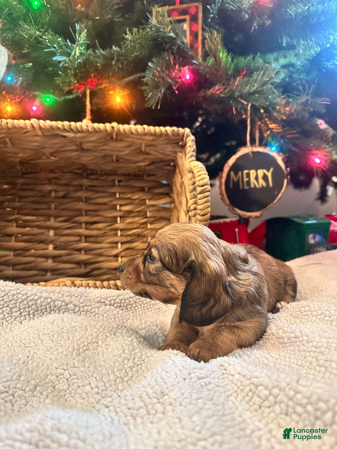 Dachshund dogs for sale: Little Lady 1 - Ad 4