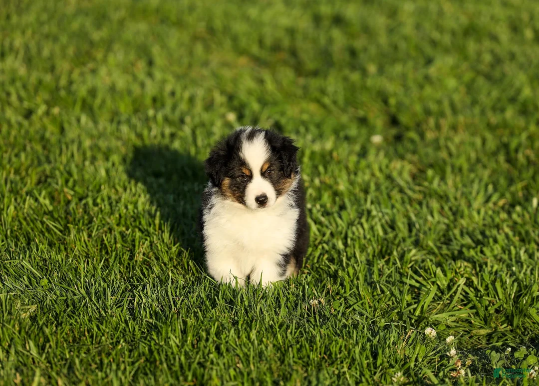 Miniature Australian Shepherd dogs for sale: Lasandra Miniature Australian Shepherd Puppy  - Ad 2