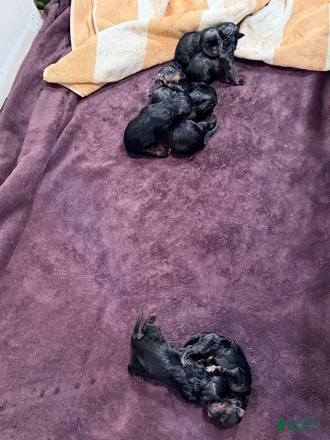 Rottweiler dogs for sale: Rottweiler 1 - Ad 1