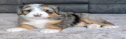 Mini Bernedoodle dogs for sale: Mini Mia - Ad 6