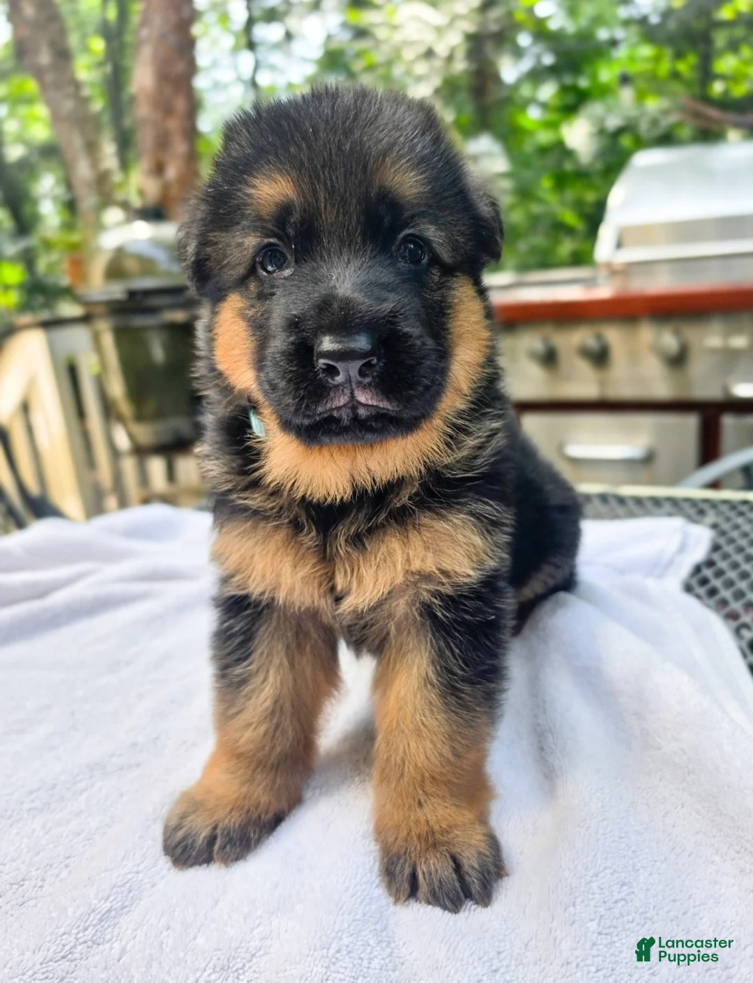 German Shepherd dogs for sale: German Shepherd 2 - Ad 2