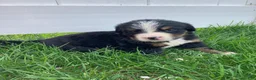 Bernese Mountain Dog dogs for sale: Aurora - Ad 5