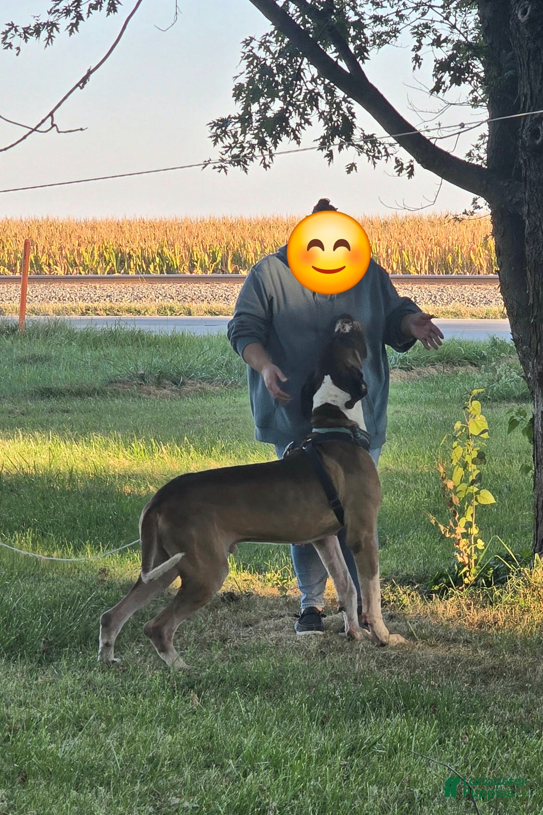 Great Dane dogs for sale: Pink Collar Female - Ad 12