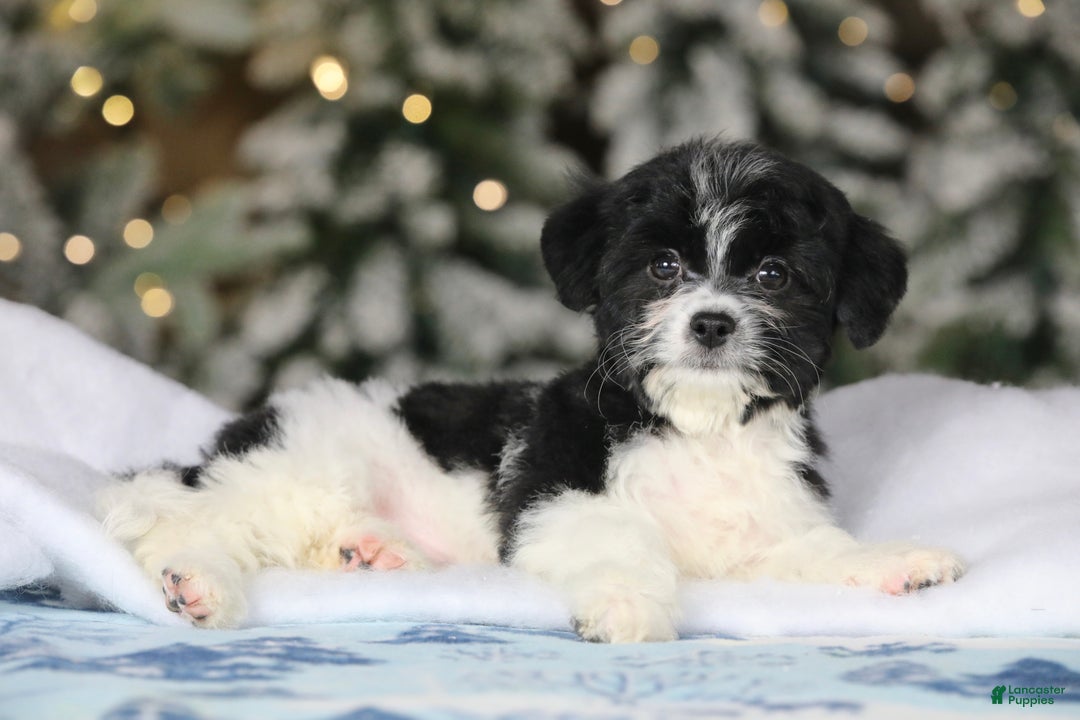 Teddy Bear dogs for sale: Noelle - Ad 36