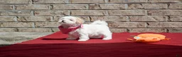 Maltipoo dogs for sale: Diane - Ad 10