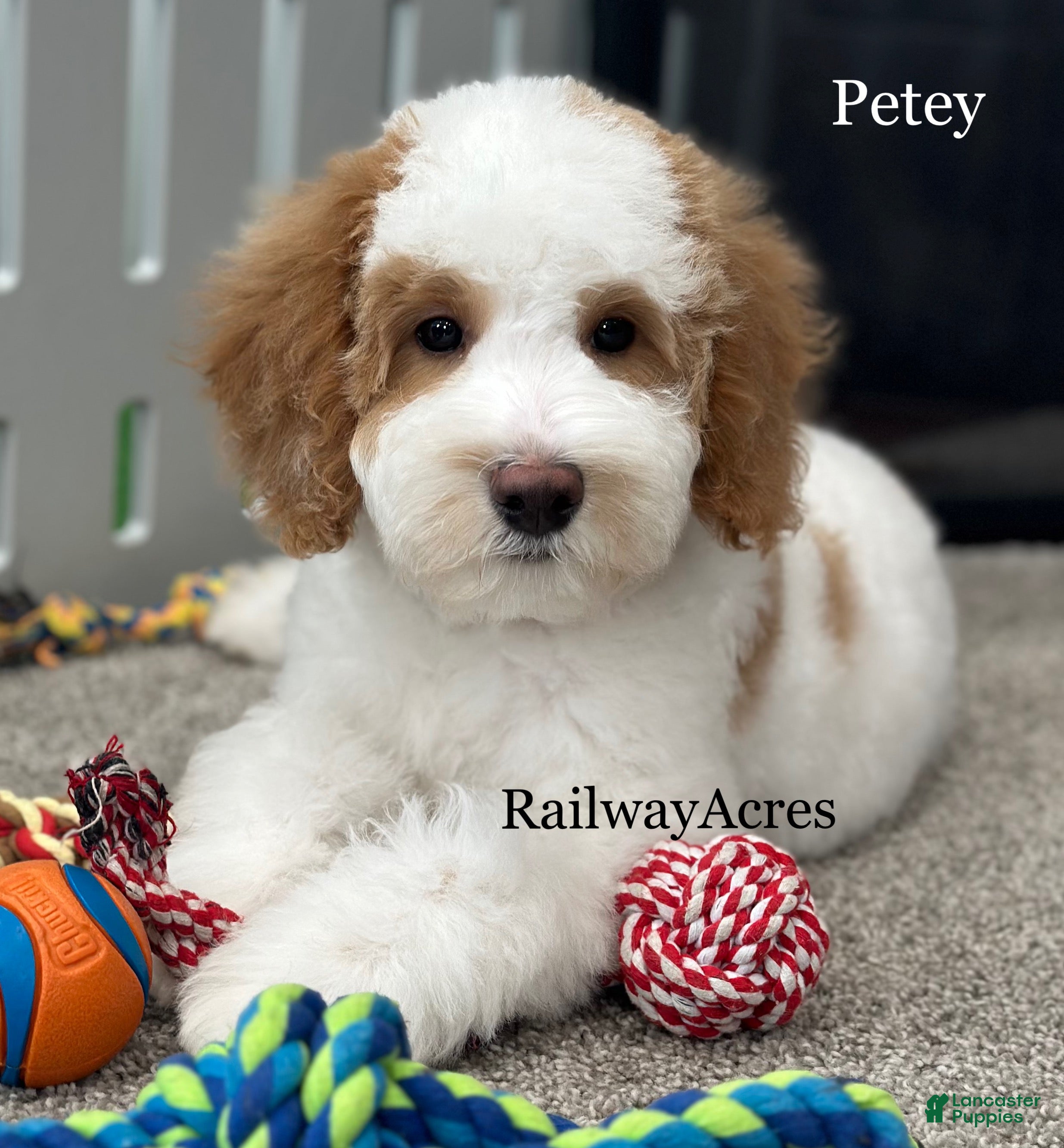 Goldendoodle dogs Petey- F1b Mini  - Ad 31