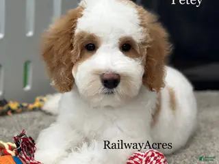 Goldendoodle dogs Petey- F1b Mini - Ad 31