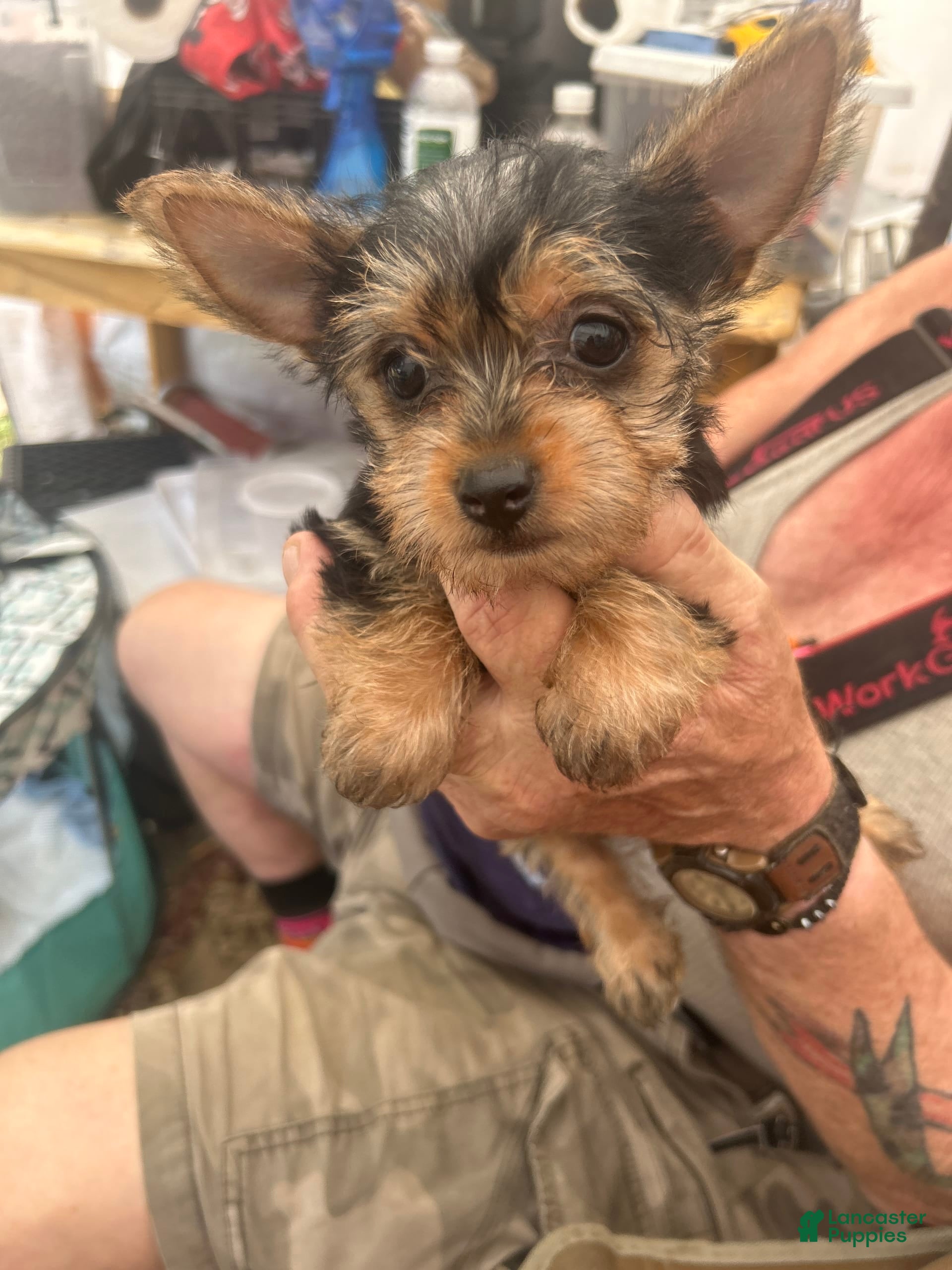 Wire Haired Terrier Chihuahua Mix Yorkie Mix Wire Haired Chihuahua