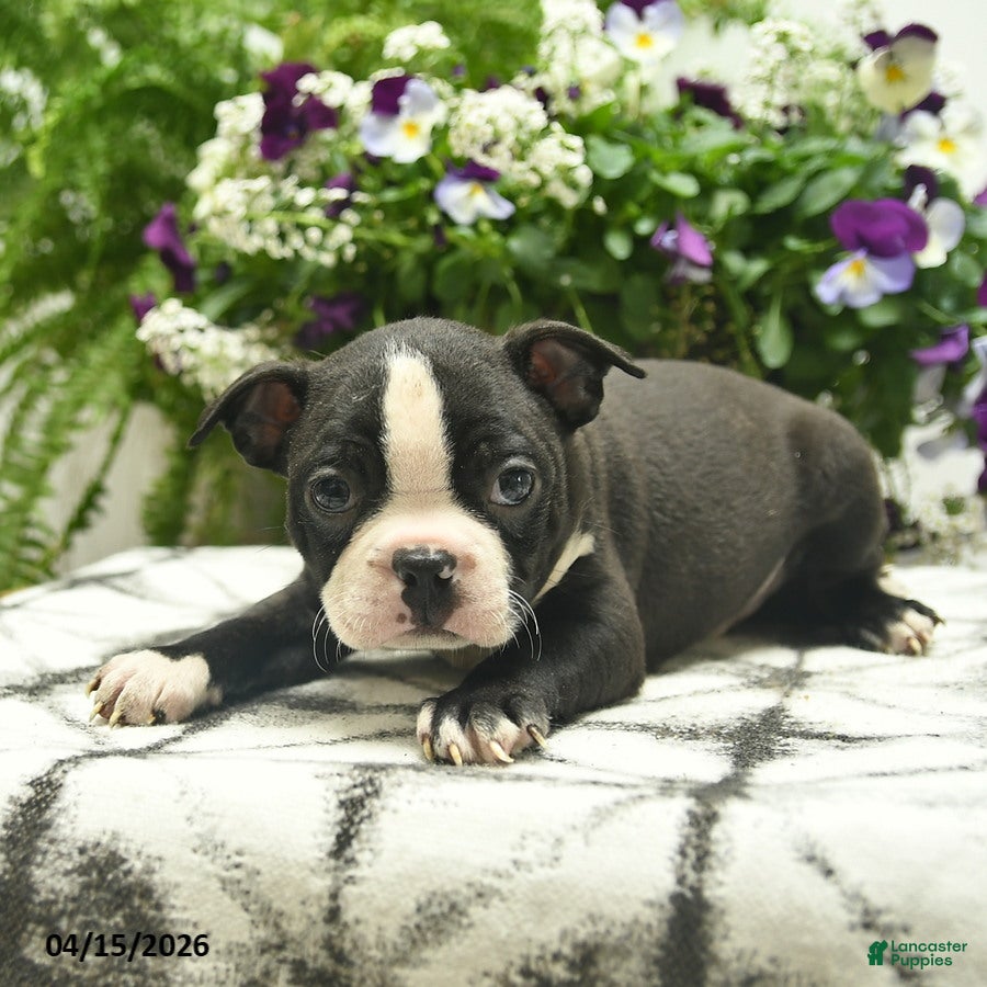 Boston Terrier dogs Monroe  - Ad 2