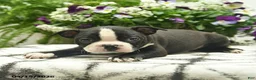 Boston Terrier dogs for sale: Monroe  - Ad 2