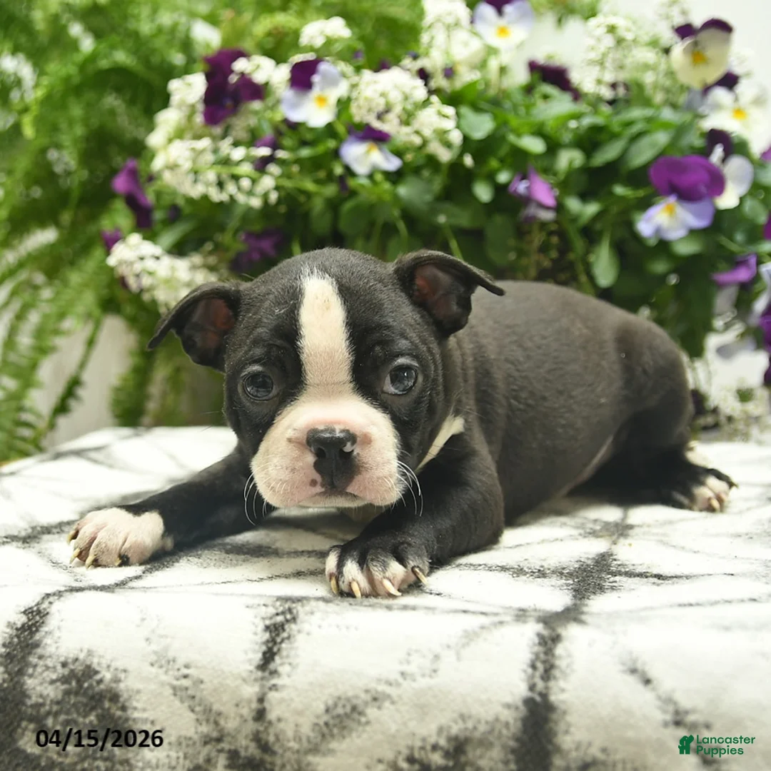 Boston Terrier dogs for sale: Monroe  - Ad 2