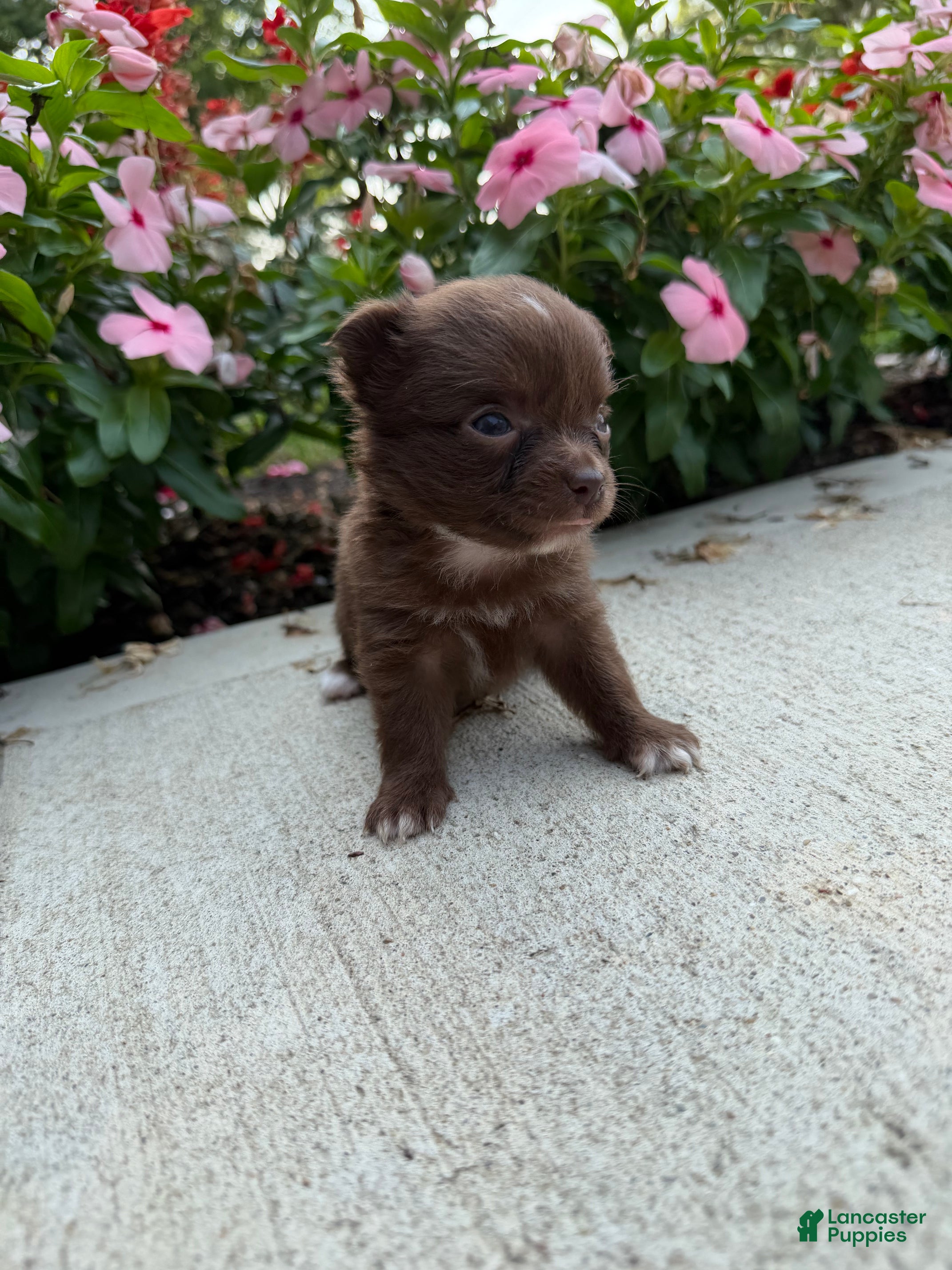 Chihuahua dogs Lexie - Ad 1