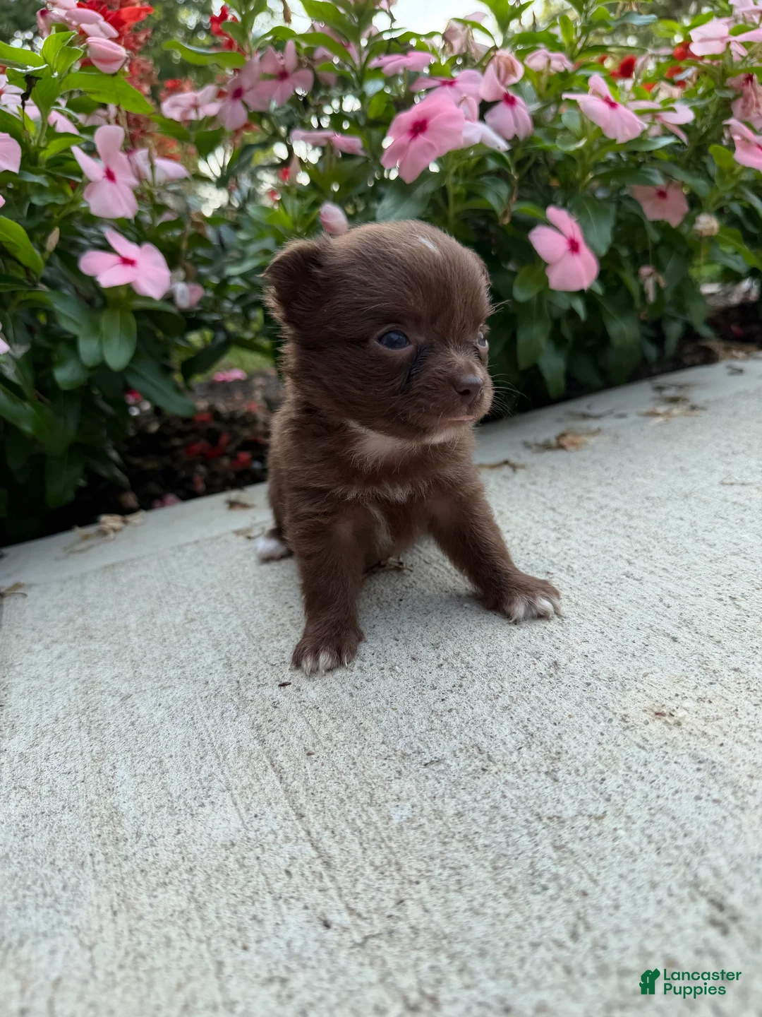 Chihuahua dogs for sale: Lexie - Ad 1