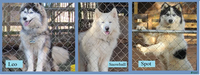 Leo, Snowball, Spot