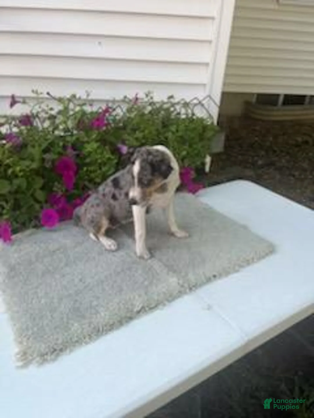 Mixed Breed dogs for sale: Mixed Breed 4 Macy - Ad 2