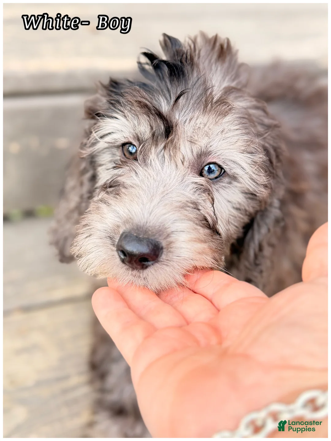 Mini Sheepadoodle dogs for sale: White  - Ad 1