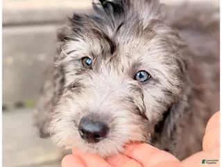 Mini Sheepadoodle dogs White - Ad 26