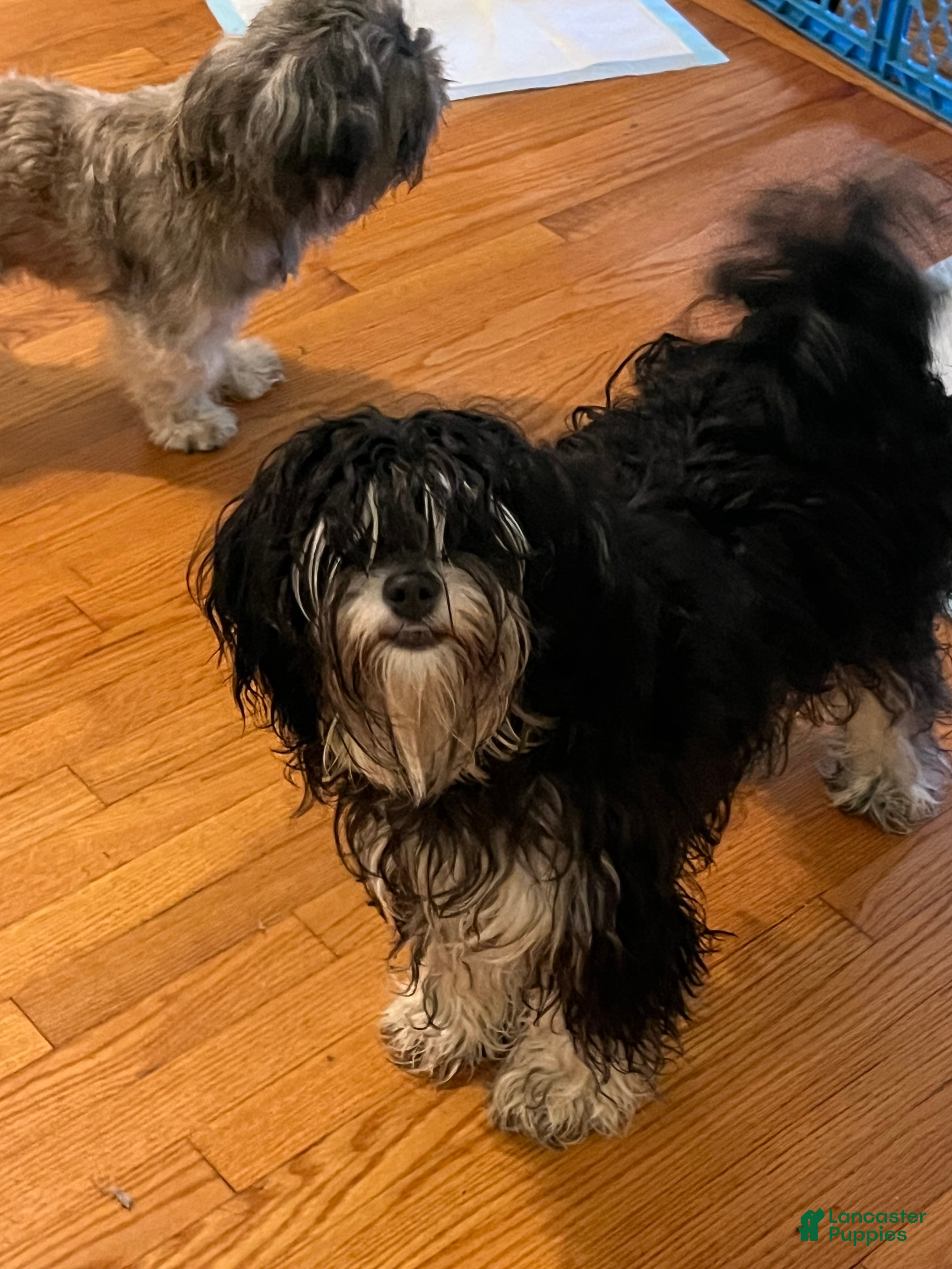 Tibetan Terrier dogs Tibetan Terrier Puppy 1 - Ad 1