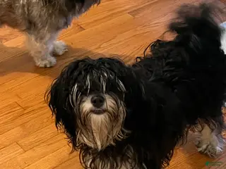 Tibetan Terrier dogs Tibetan Terrier Puppy 1 - Ad 1