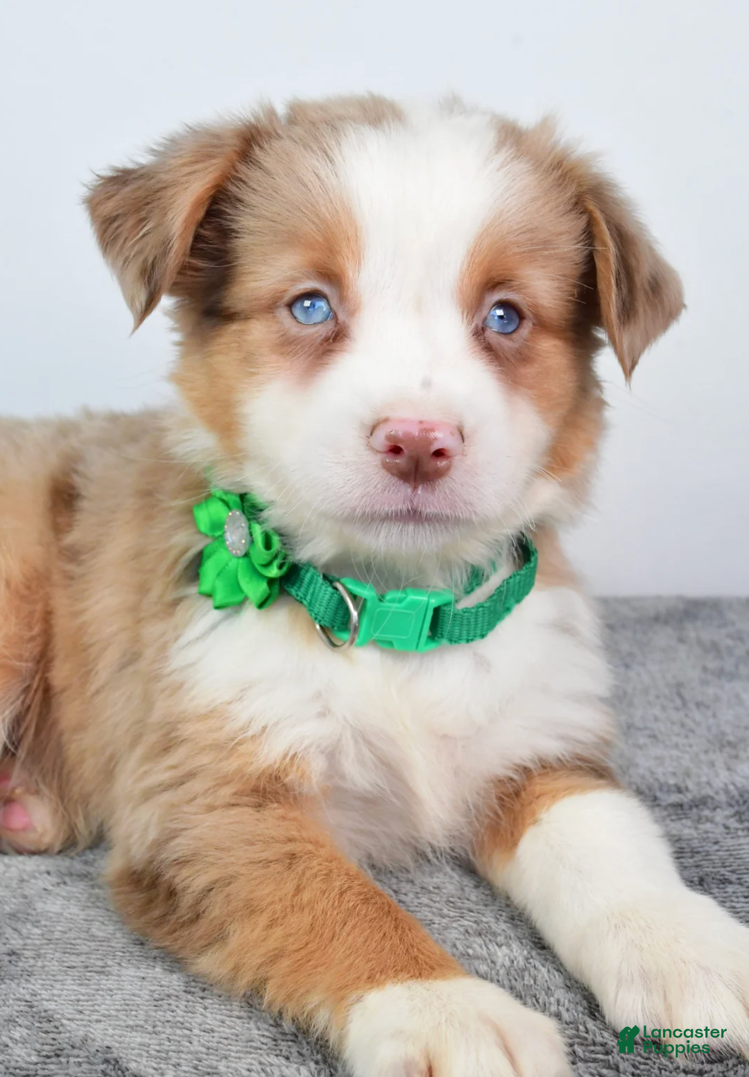 Miniature Australian Shepherd dogs for sale: Ava - Ad 2