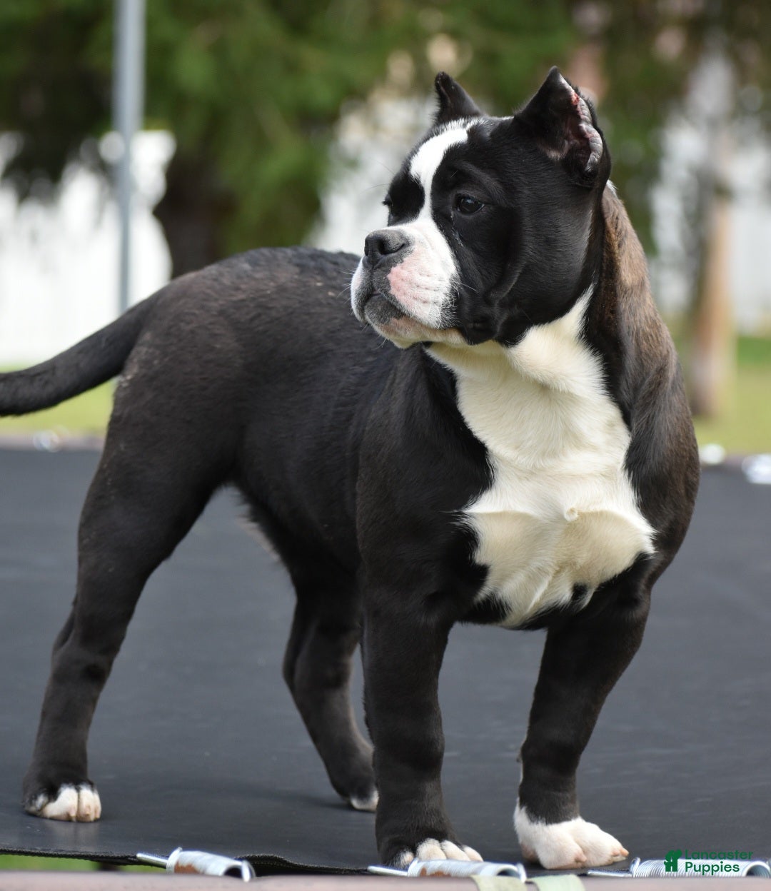 Mixed Breed dogs for sale: Prettia bully bulldog hybrid  - Ad 3