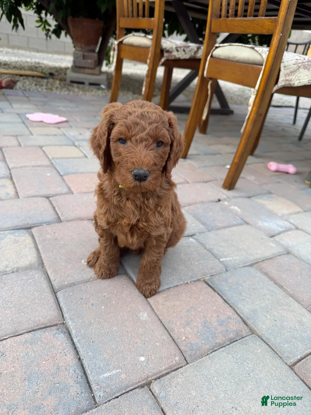 Goldendoodle dogs for sale: Goldendoodle Puppy 2 - Ad 2