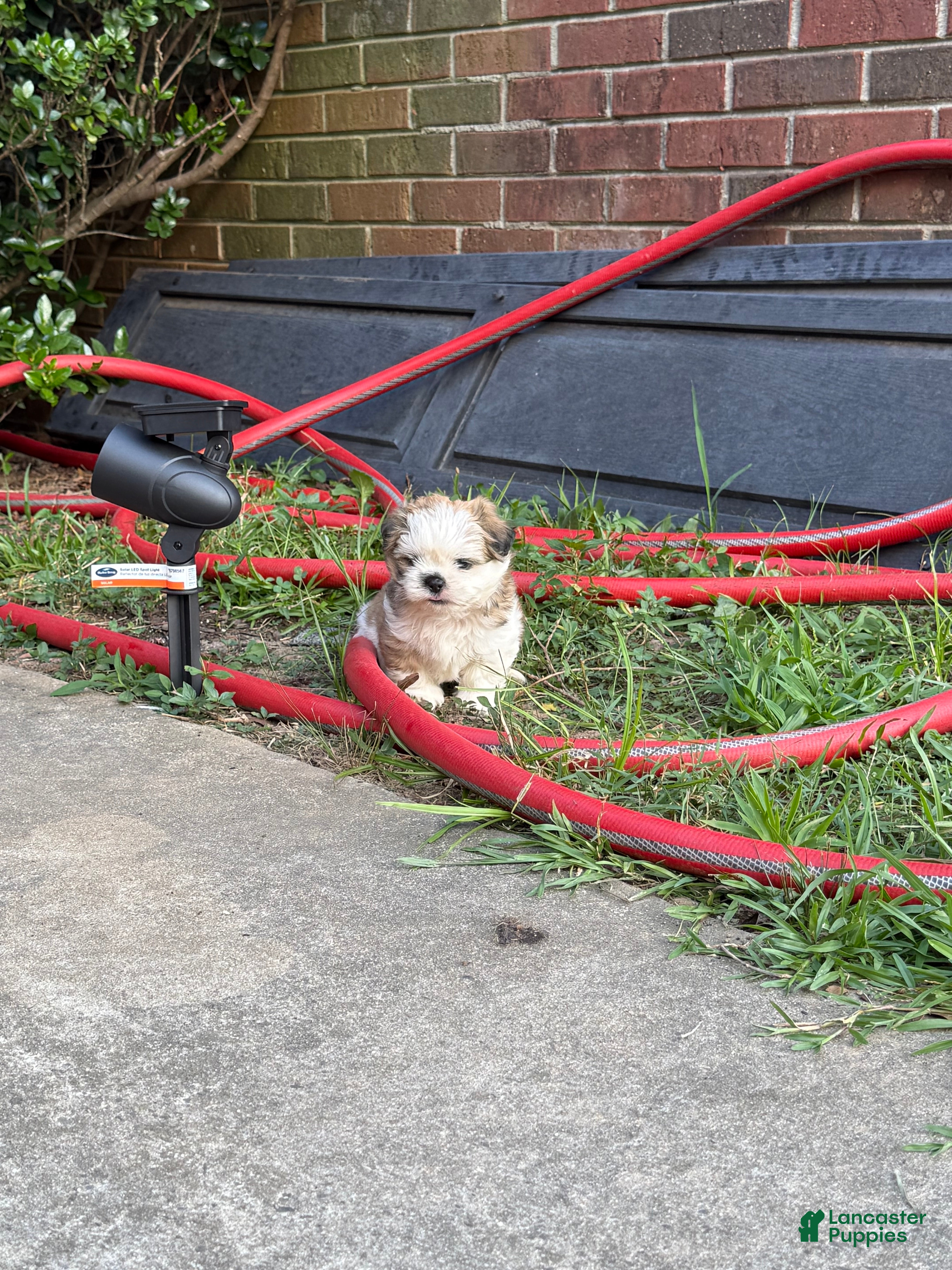 Shih Tzu dogs Shih Tzu 1 - Ad 1