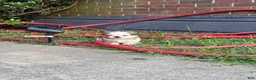 Shih Tzu dogs for sale: Shih Tzu 1 - Ad 1