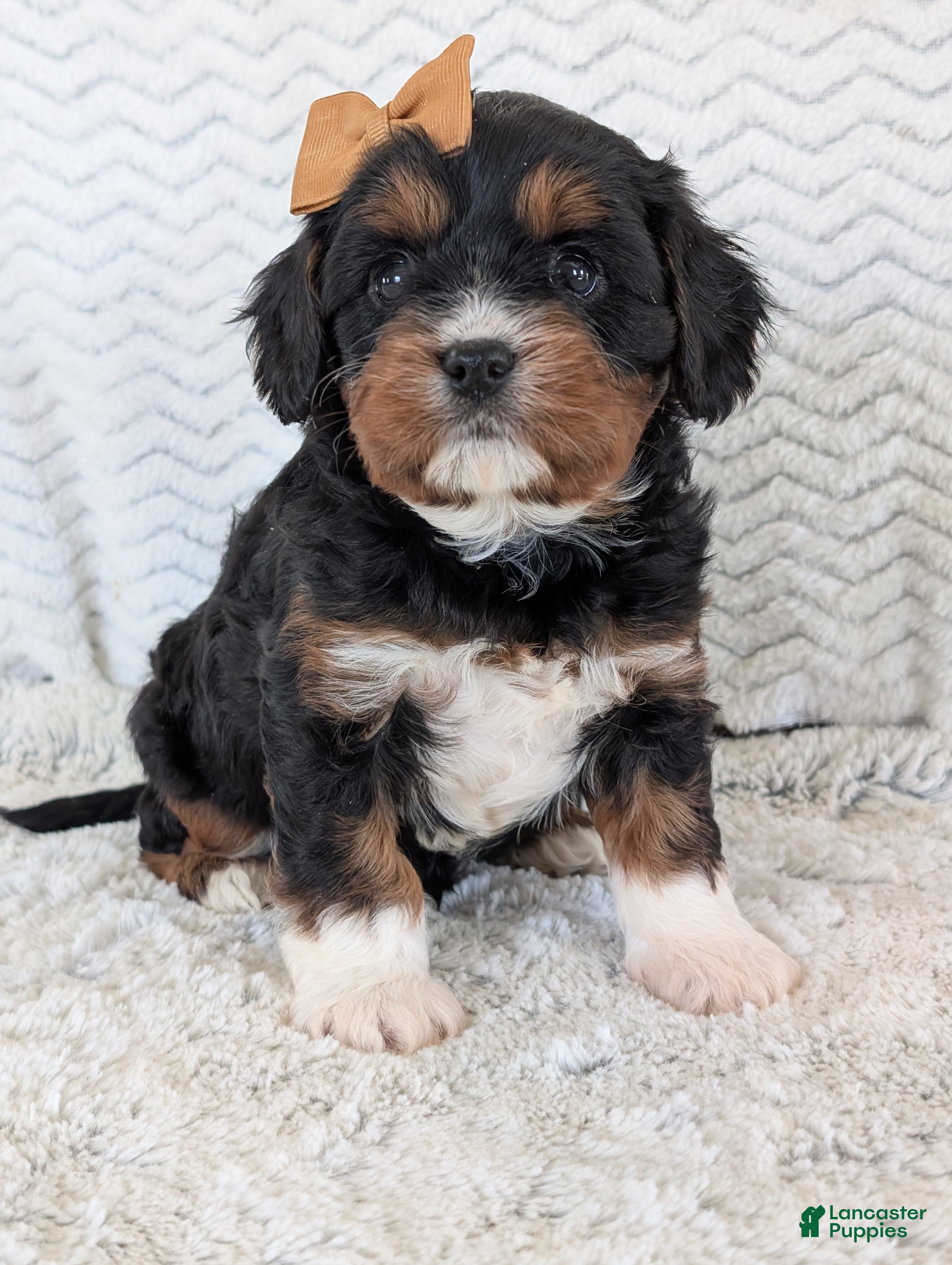 Cavapoo dogs Louie - Ad 1