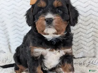 Cavapoo dogs for sale: Louie - Ad 4