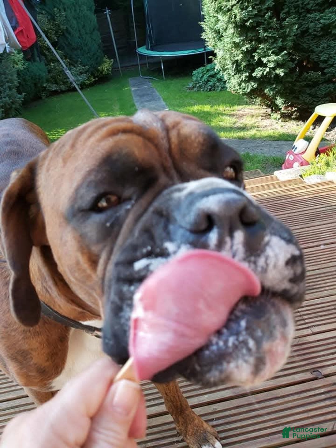 Gallery Image {{count}}