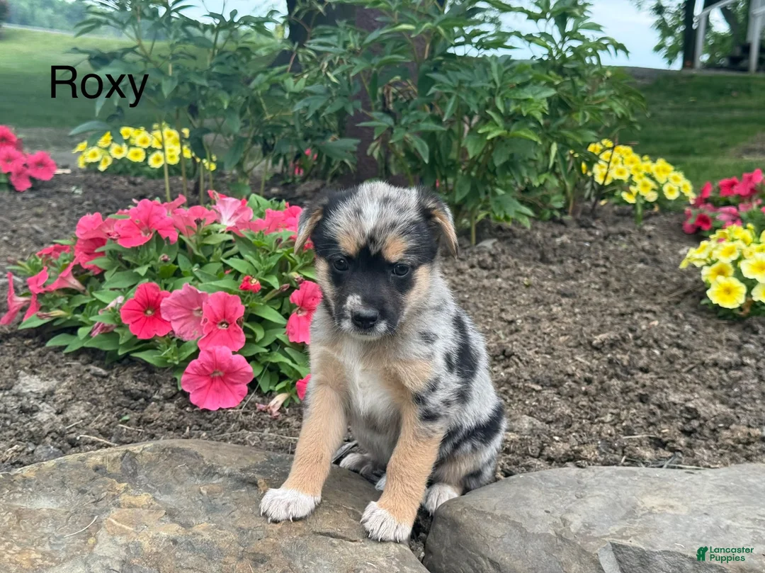 Mixed Breed dogs for sale: Rocy - Ad 1
