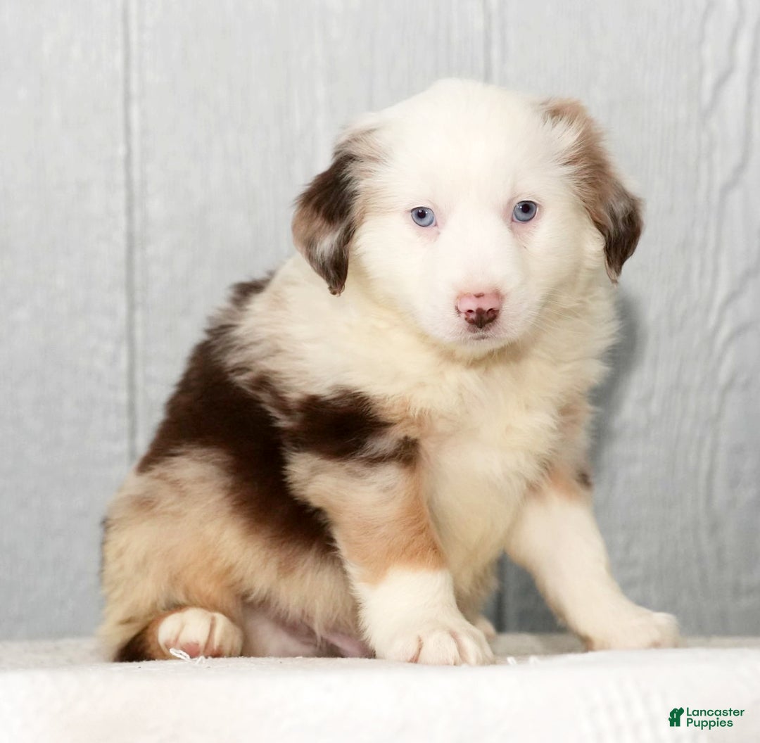 Miniature Australian Shepherd dogs for sale: Dixie - Ad 6