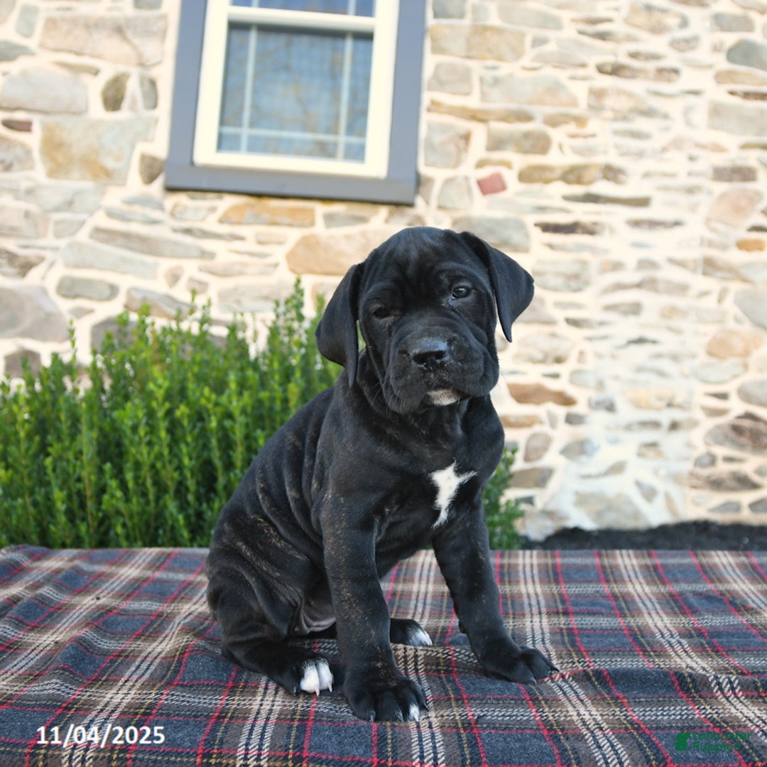 Cane Corso dogs for sale: Molly Cropped Ears - Ad 6