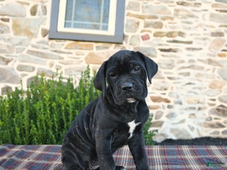 Cane Corso dogs Molly Cropped Ears - Ad 8