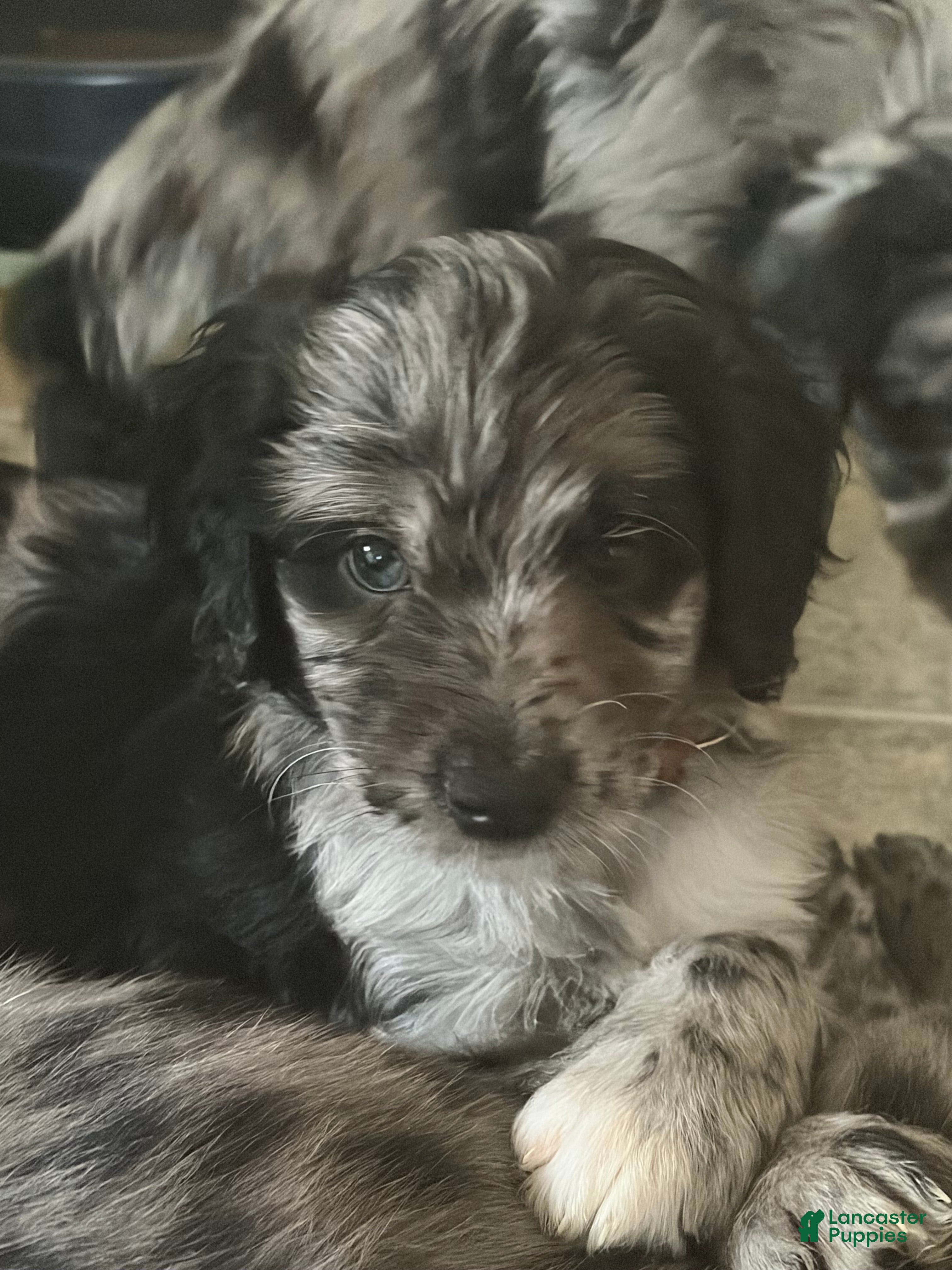Aussiedoodle dogs Cupid - Ad 15