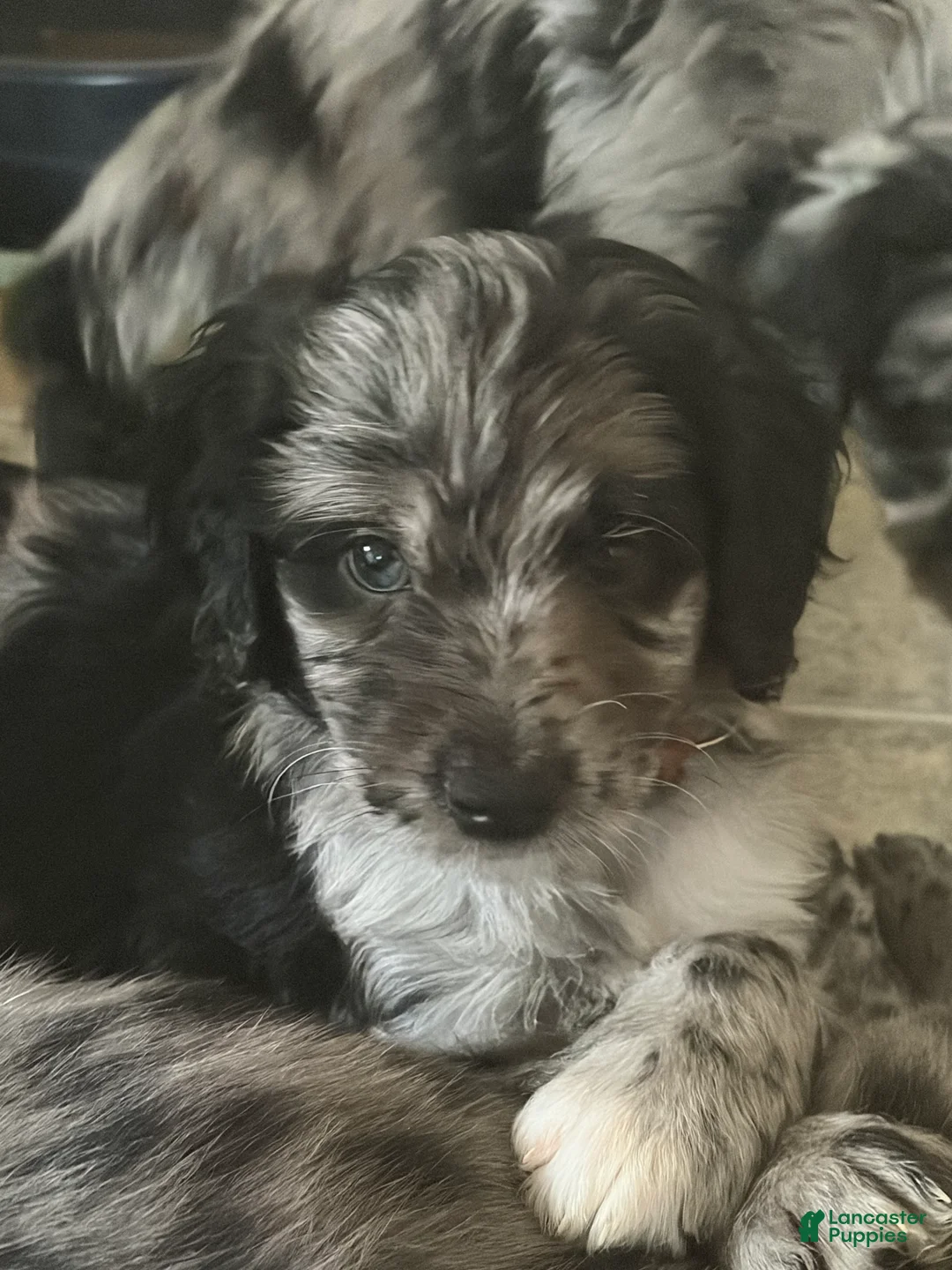 Aussiedoodle dogs for sale: Cupid - Ad 1